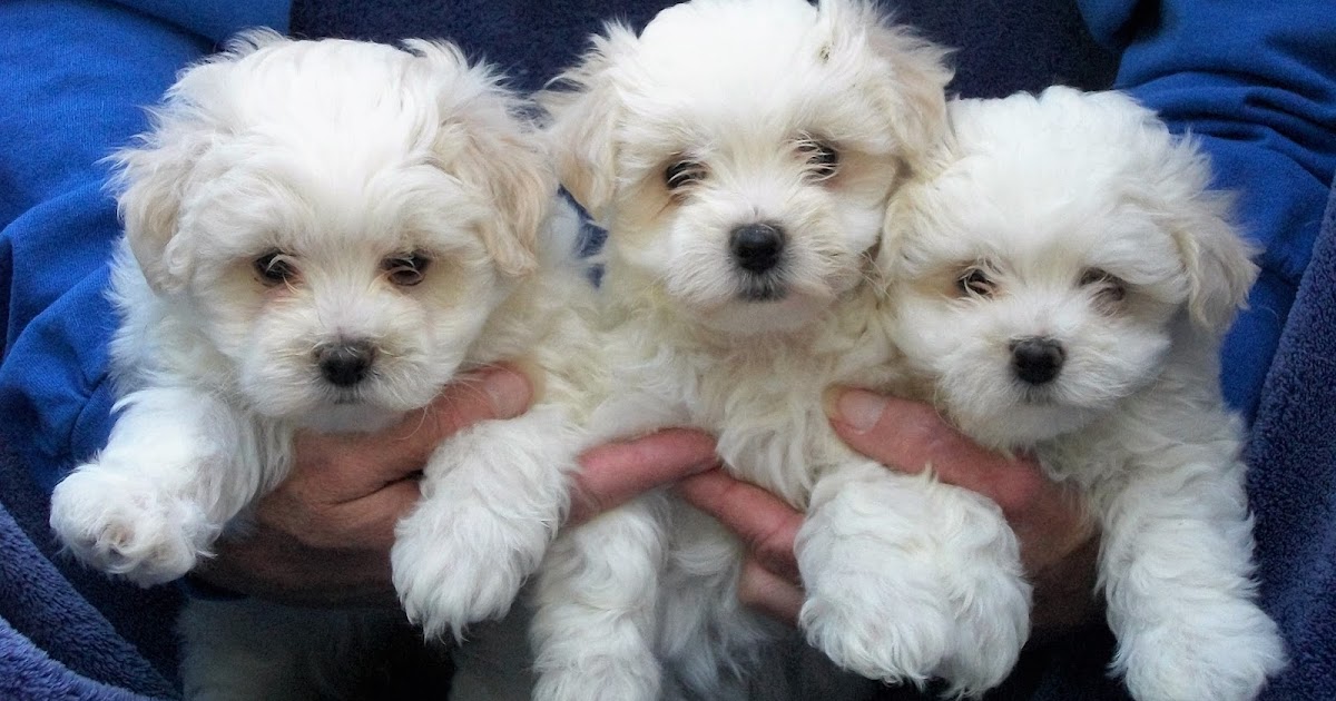 B & C Kennels Maltese & Maltipoo