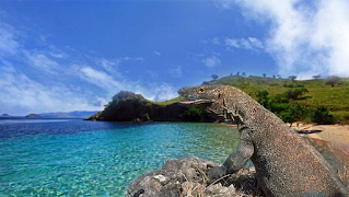 taman nasional komodo taman nasional komodo