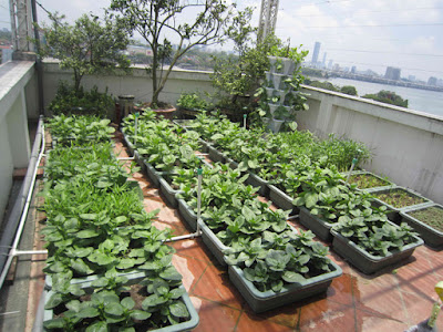 Thiết kế trồng rau sạch tại nhà