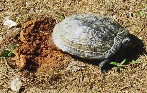turtle laying eggs in georgia photo copyright by dear miss mermaid