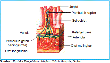 Creativity Students SMPN 1 Yosowilangun Sistem Organ 