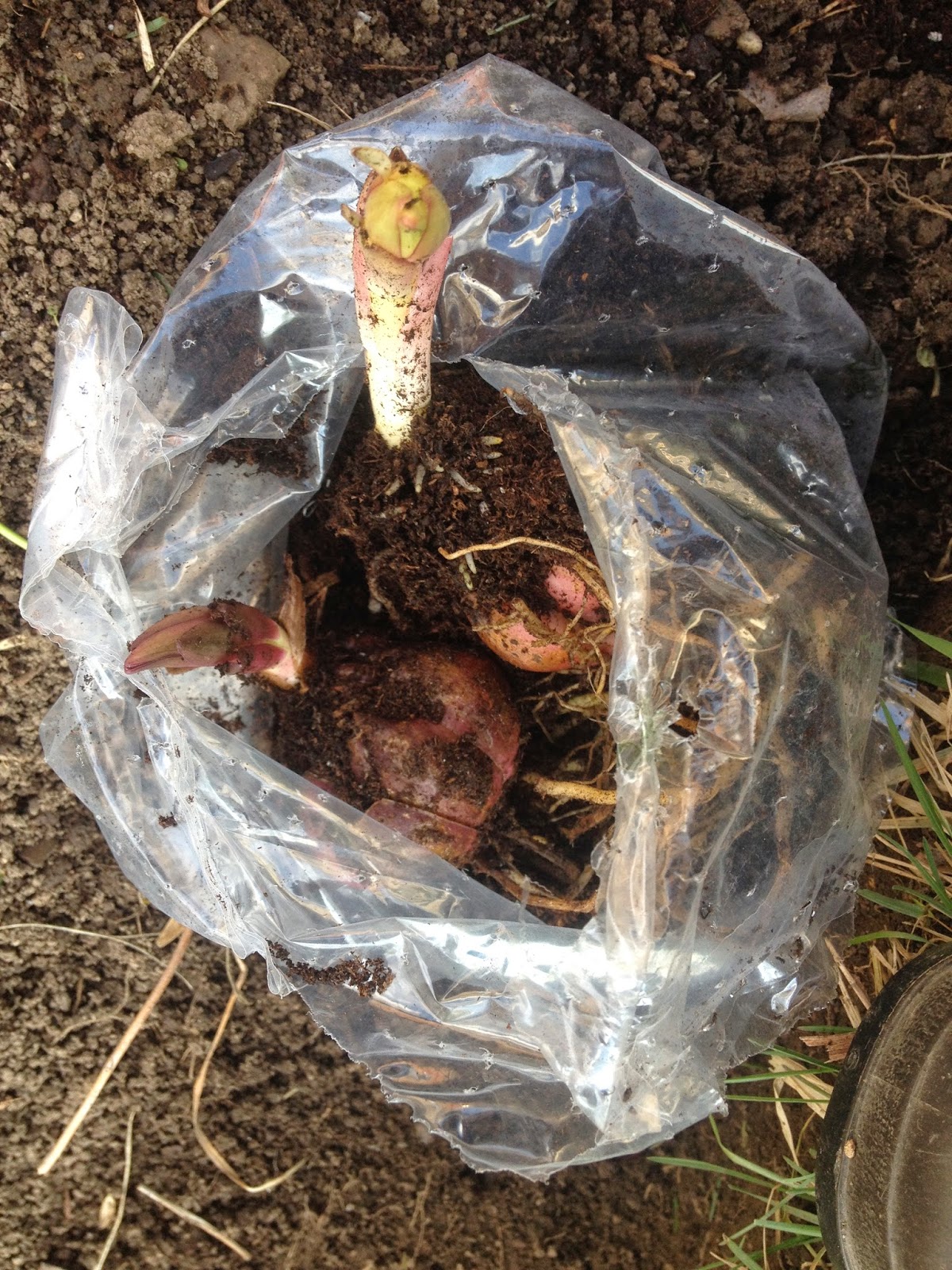 The Green Gardener How 2's lilies