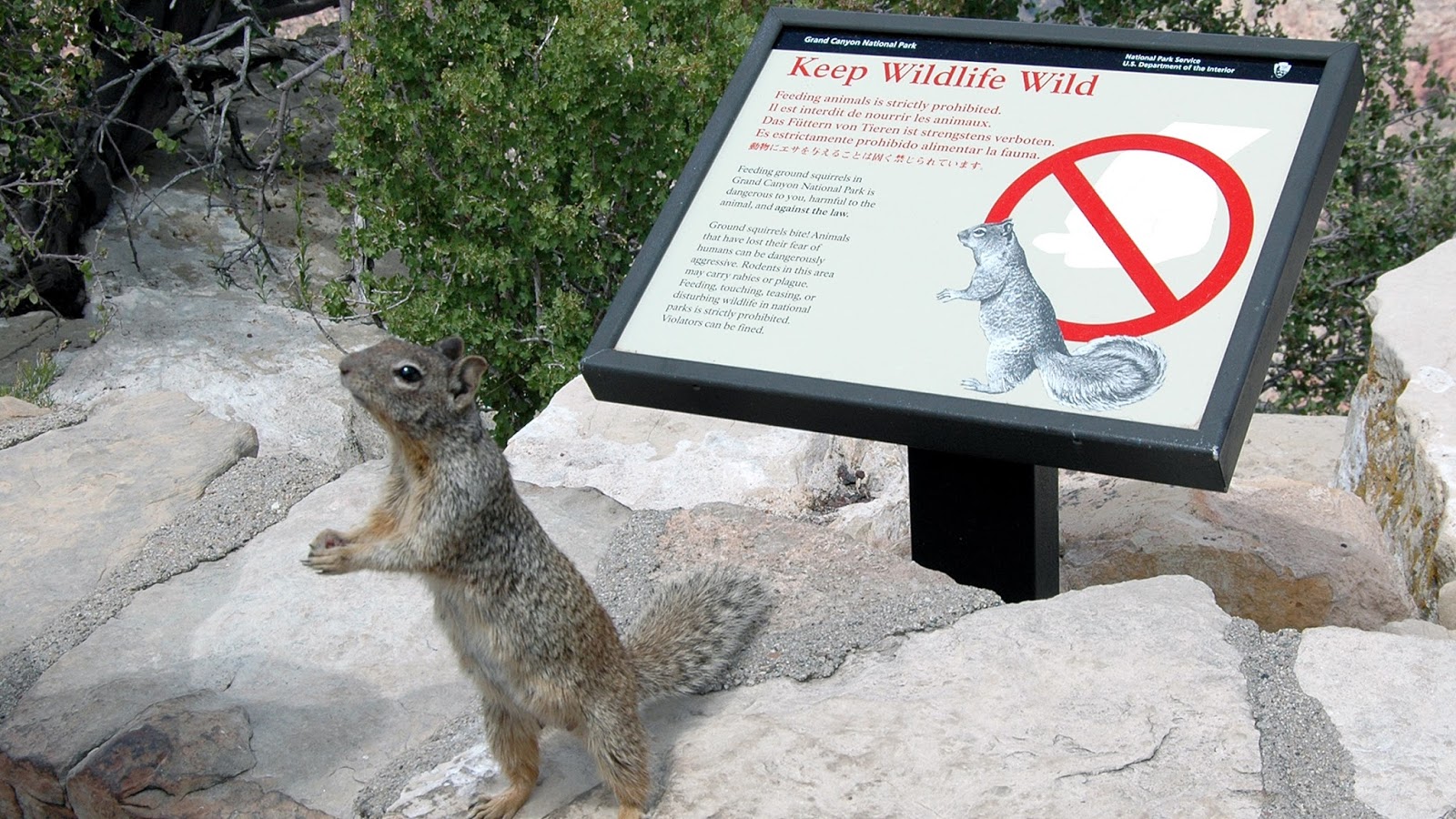 Do Not Feed The Ground Squirrels