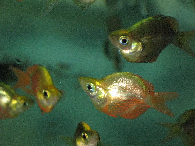 Shamudra Bilash Parrot Angel Fish