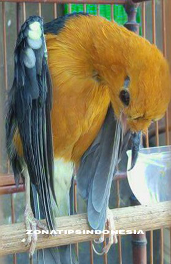 Zona Tips Indonesia Setelan Makanan Burung Anis Merah