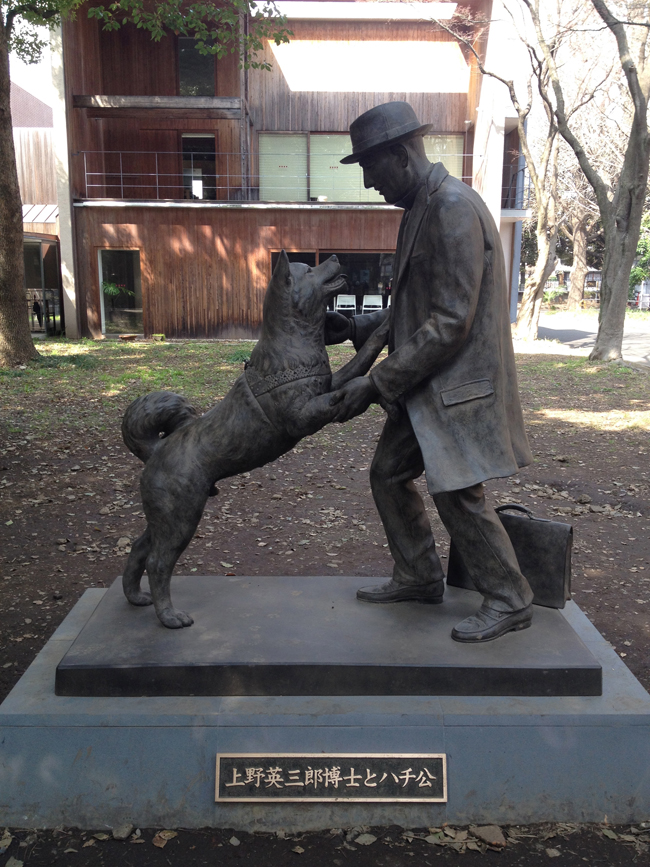 Hachikō The Faithful Dog a National Symbol Australian Dog Lover