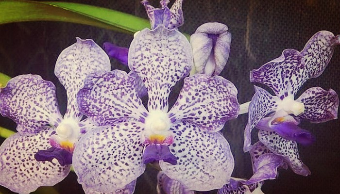 Orquideas vanda