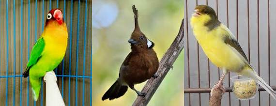 Download Suara Lovebird Ngekek Cililin Dan Kenari Buat Masteran