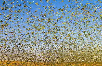 Торнадо из 80 тысяч волнистых попугайчиков