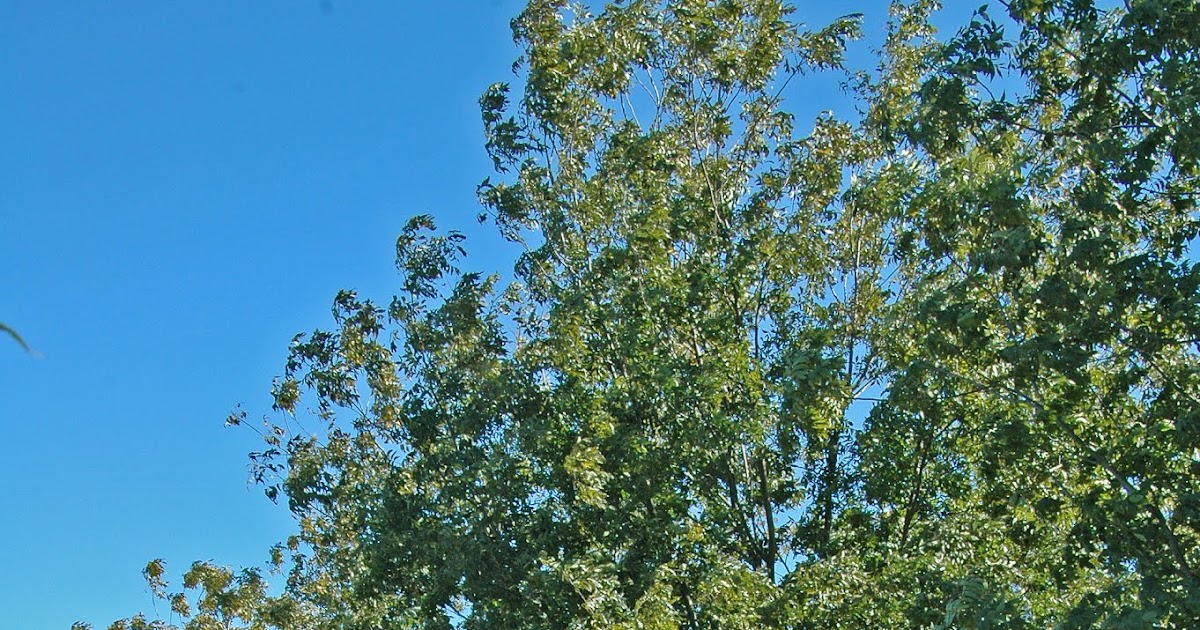 Northern Pecans Harvesting early maturing pecans