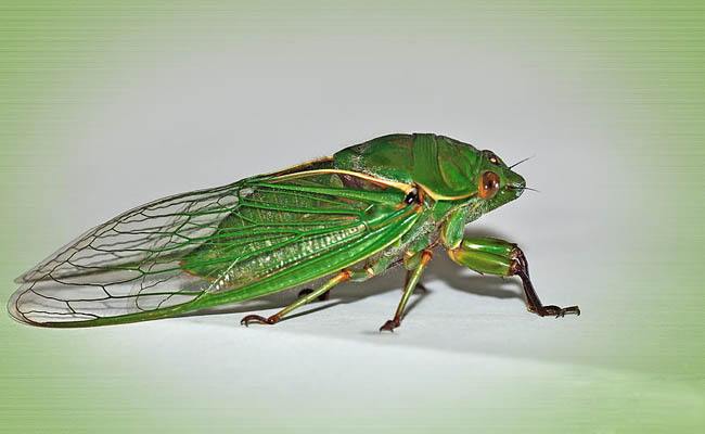 29++ Hewan garengpung ideas