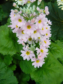 Allan Gardens Conservatory Spring Flower Show 2014 Fairy primrose by garden muses-not another Toronto gardening blog