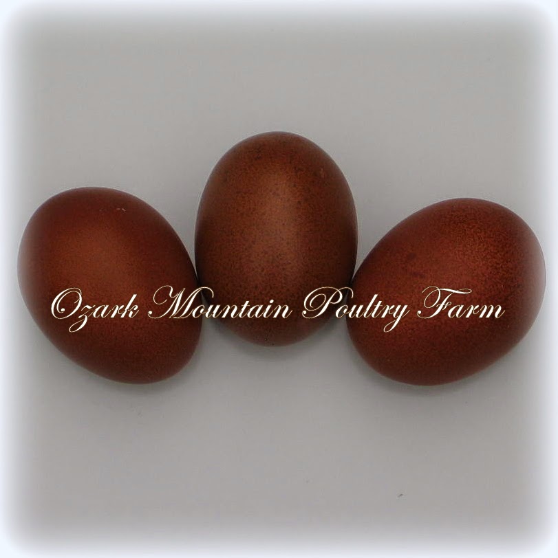 Ozark Mountain Poultry Farm French Copper Marans