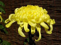 Crizantemă