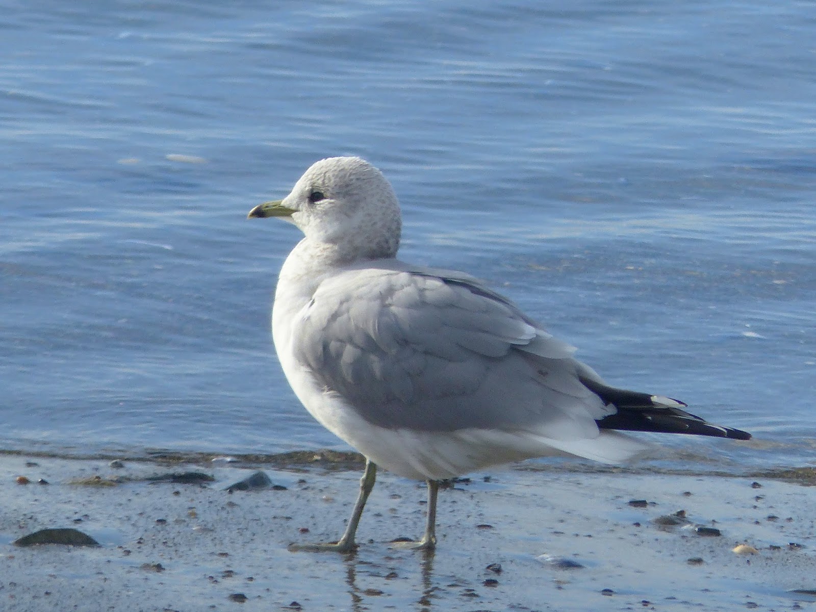 Birding For Pleasure Difference Between A Common and Herring Gull