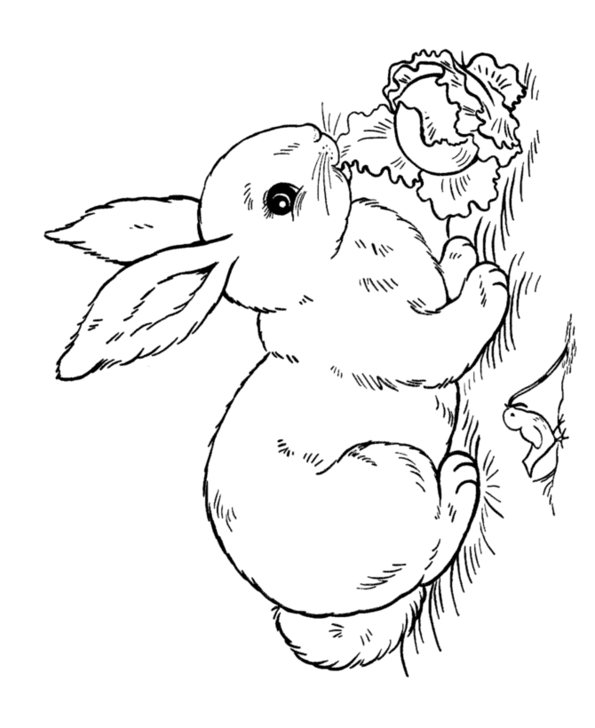 rabbit coloring pages for kindergarten kids - photo #12