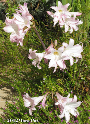 Belladonna lilies