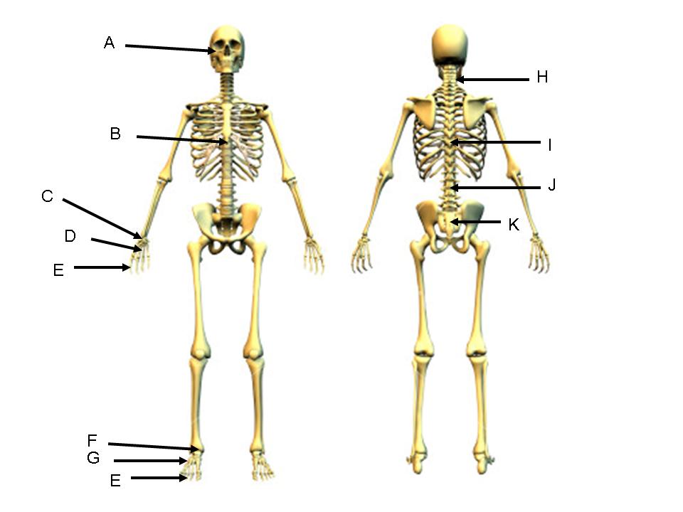 Для скелета не характерна. Строение скелета взрослого человека. Строение скелета для детей. Скелет человека карточка. Женский скелет анатомия.