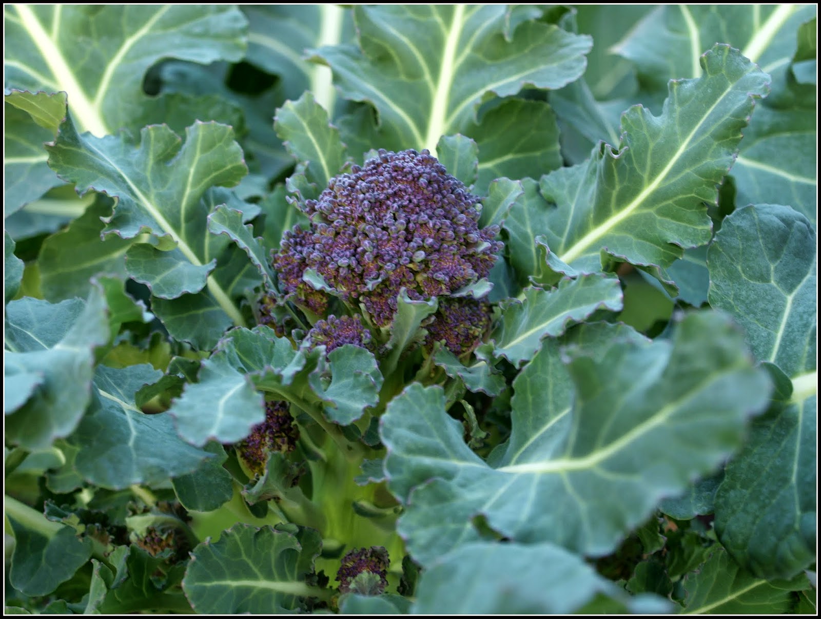 Mark�s Veg Plot Broccoli