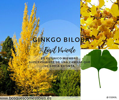 El Ginkgo o Ginko Biloba, familia Ginkgoaceae, árbol milenario con copa estrecha, algo piramidal.