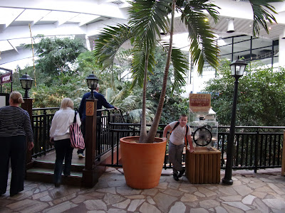 palm trees in pots longleat centre parcs