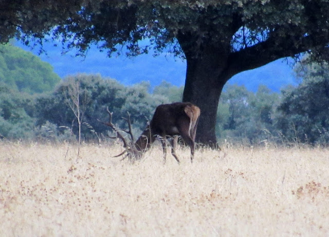 Senda la Viñuela en Cabañeros