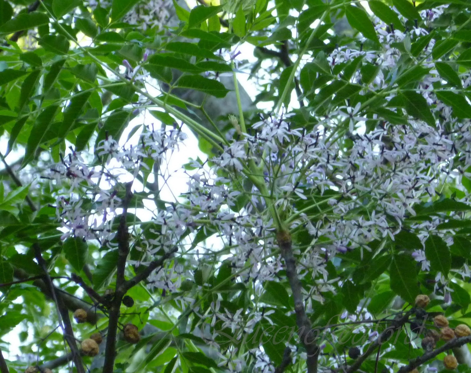 Chinaberry Tree Poisonous For Dogs