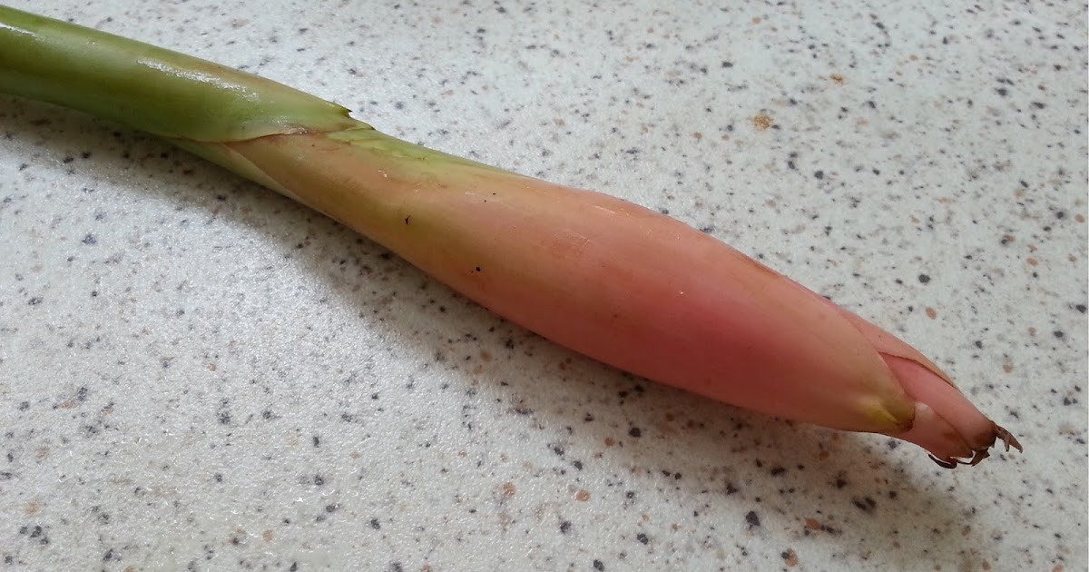 Glossalicious Ginger Bud Flower/ Torch Ginger/ Bunga Kantan