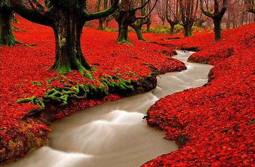Red Autumn Woods, Portugal