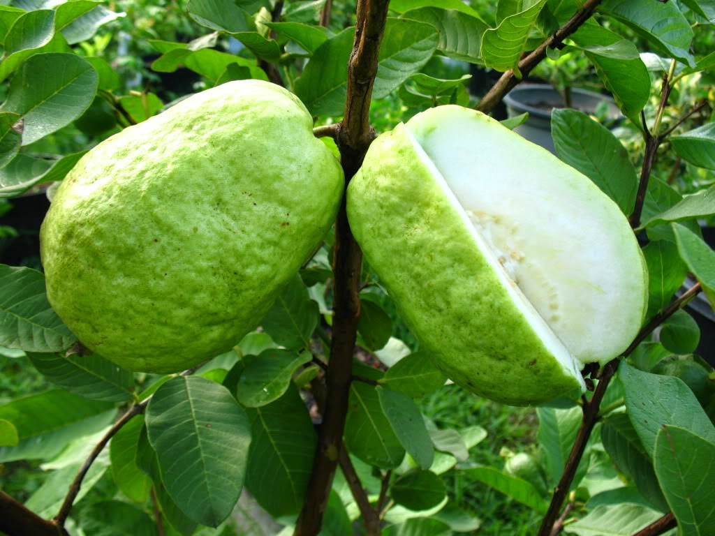 Benefits of Guava  Psidium guajava Linn for diarrhea 