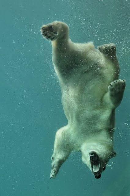 Polar Bear Swimming