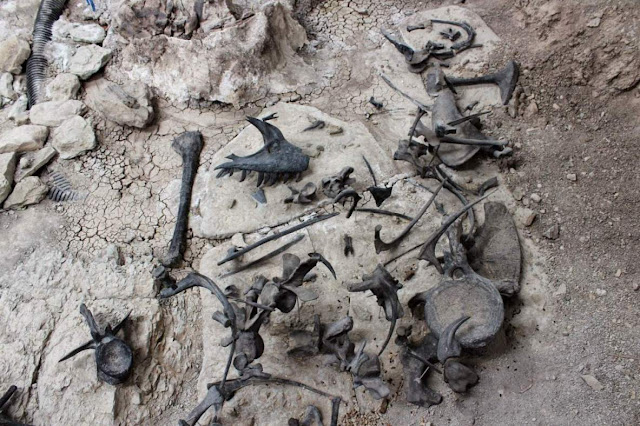 Scientists Solve Mystery of Dinosaur Mass Grave