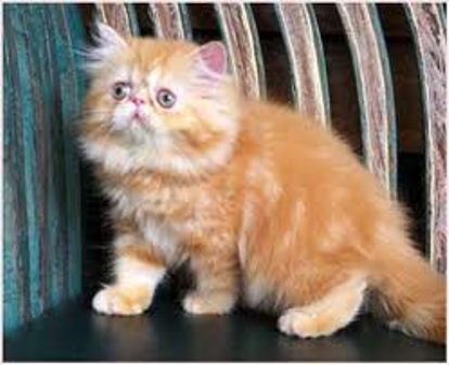 Penjual Kucing Persia Bandung: jual kucing persia bandung