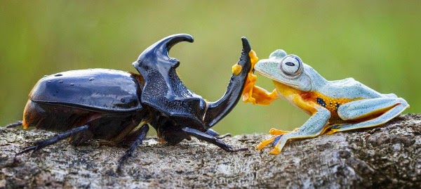 Watch this Cowboy Frog have fun riding a Beetle via geniushowto.blogspot.com reinwardt's flying frog meets the black beetle