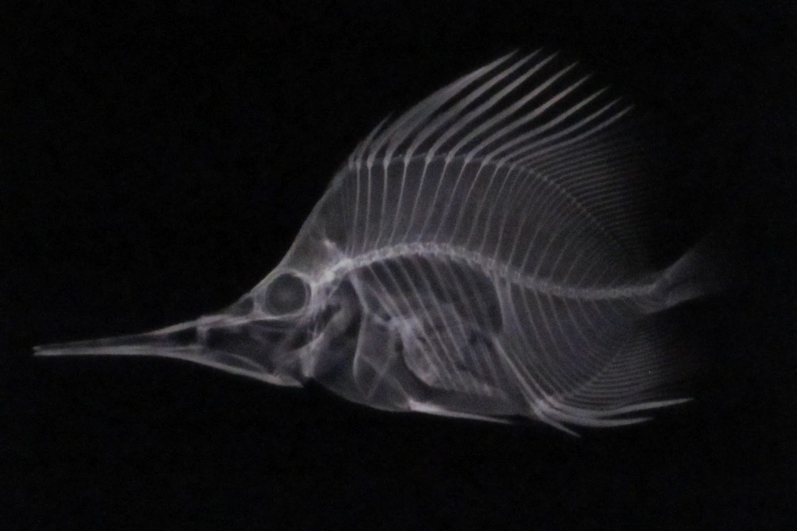 X Ray Fish Picture on Animal Picture Society