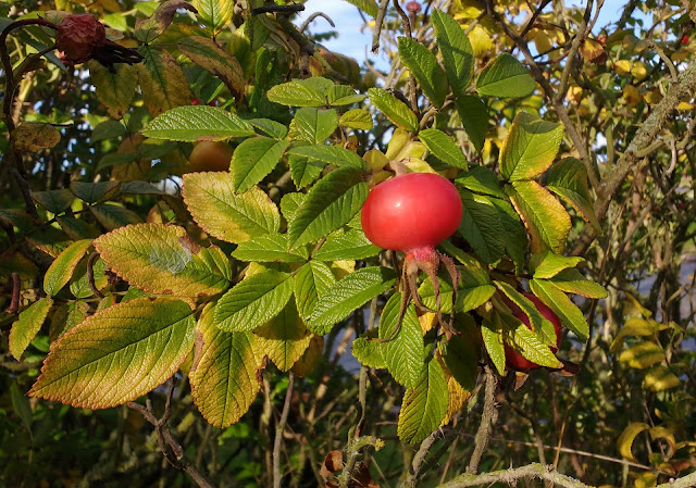 gathering rosehips and making rosehip syrup recipe