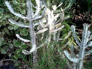 pohon kaktus putih