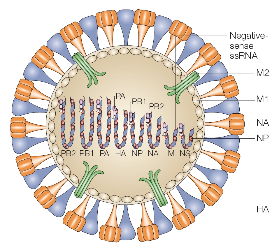 Рнк вирус гриппа а. Схематическая структура вируса гриппа. Influenza virus structure. Схема строения вируса лейкоза.