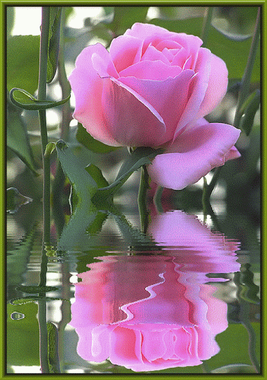 thamthyphuong Beautiful+Rose