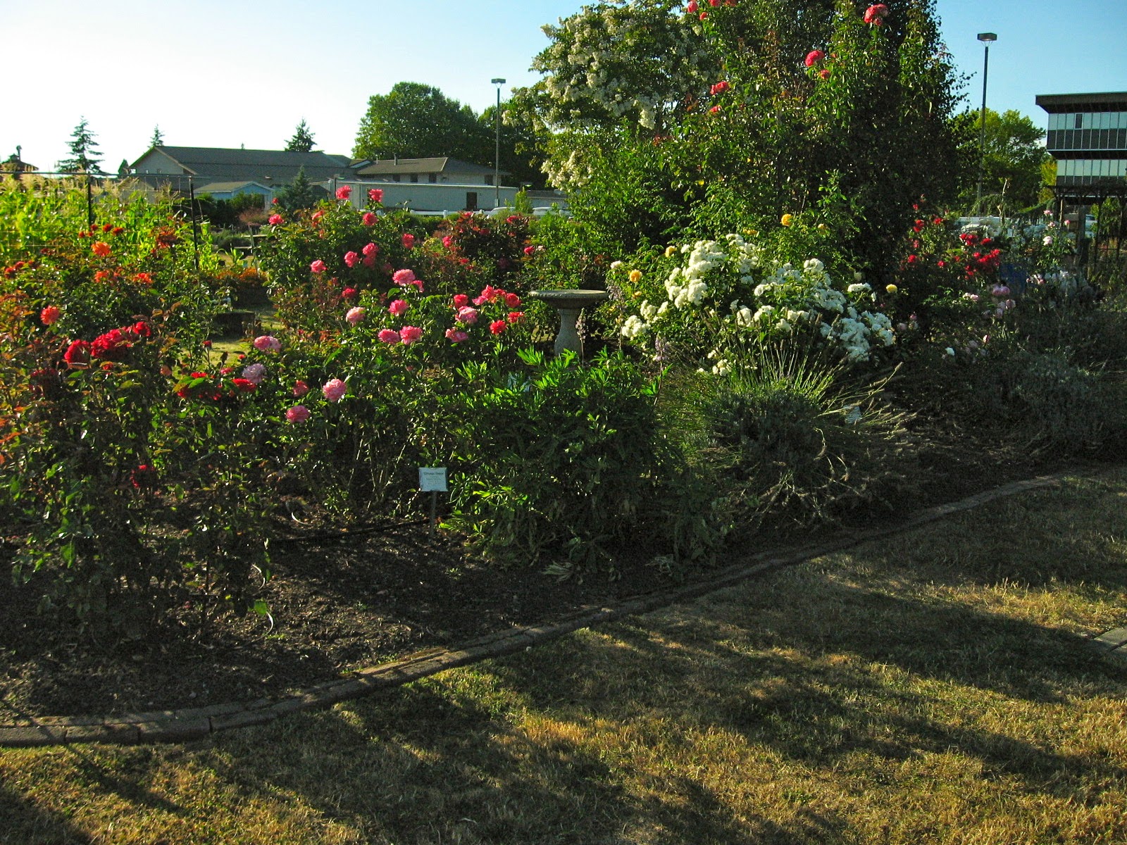 Salem Rose Society, Oregon, USA August 2014
