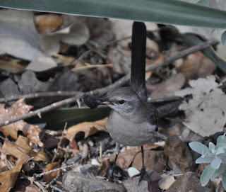 grey bird with seed in its beak