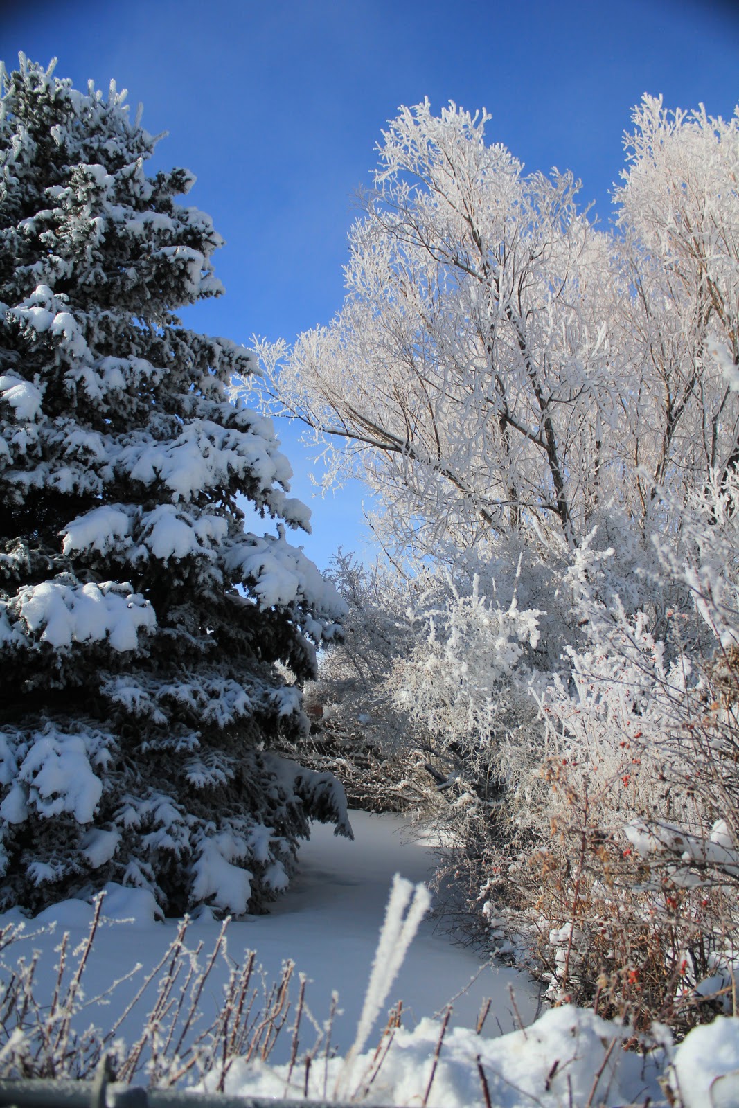 Six Hat Photo Log Jackson, Wyoming Christmas 2010