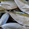 4 Cara Memilih Ikan Segar Agar Tidak Tertipu