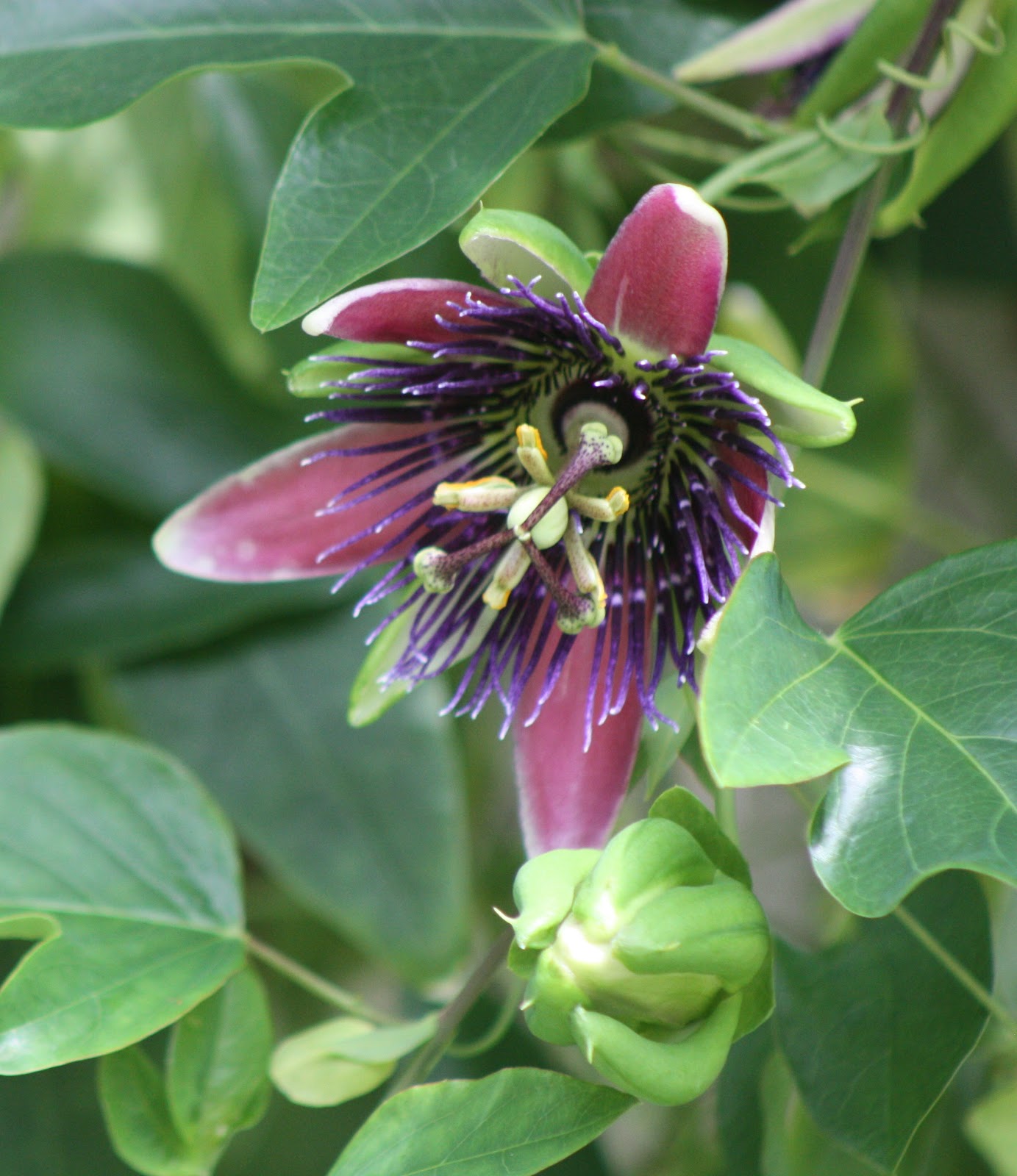 The Natural Year A passion for flowers 'Passion Flowers'