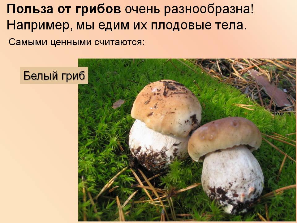 Польза есть грибы. Полезные грибы. Самые полезные грибы. Грибы что полезного в грибах. Белый гриб польза и вред.