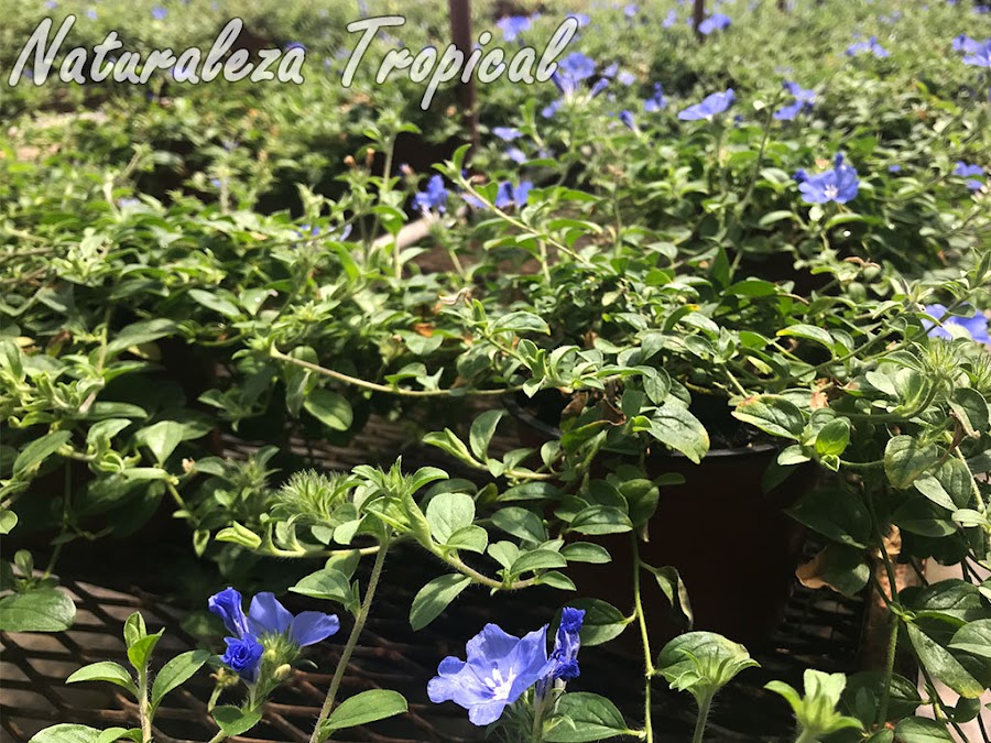 Cultivo intensivo en macetas de una especie del género Evolvulus. Campanita Azul o Dade