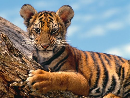 Free Desktop Background Wallpapers: Only Cute Tiger Cubs Desktop Wallpapers
