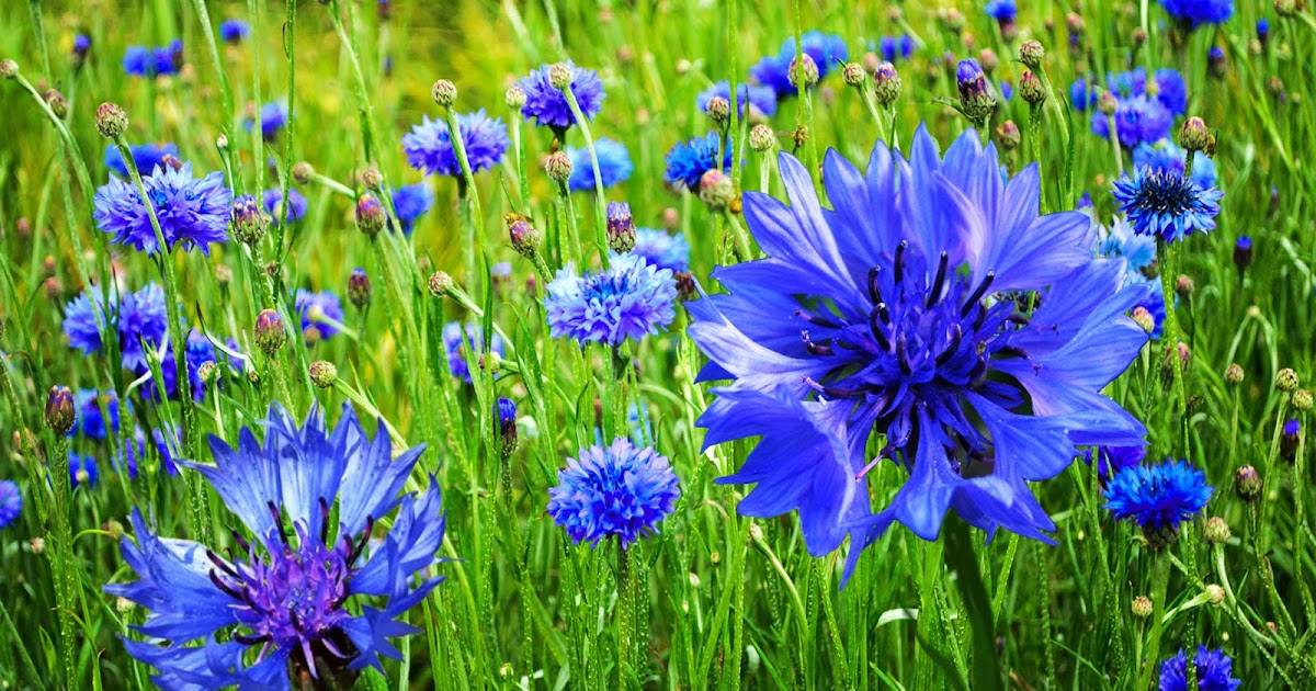 Intelliblog CORNFLOWERS