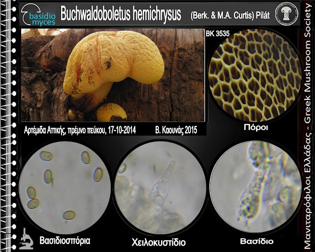 Buchwaldoboletus hemichrysus (Berk. & M.A. Curtis) Pilát
