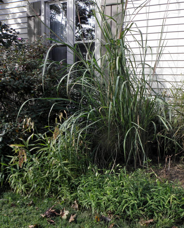 Woodchuck Acres Got floppy grass?